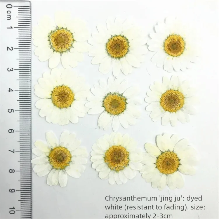 100 Pétales de Chrysanthème Te - Dried Flower Bookmark avis et prix