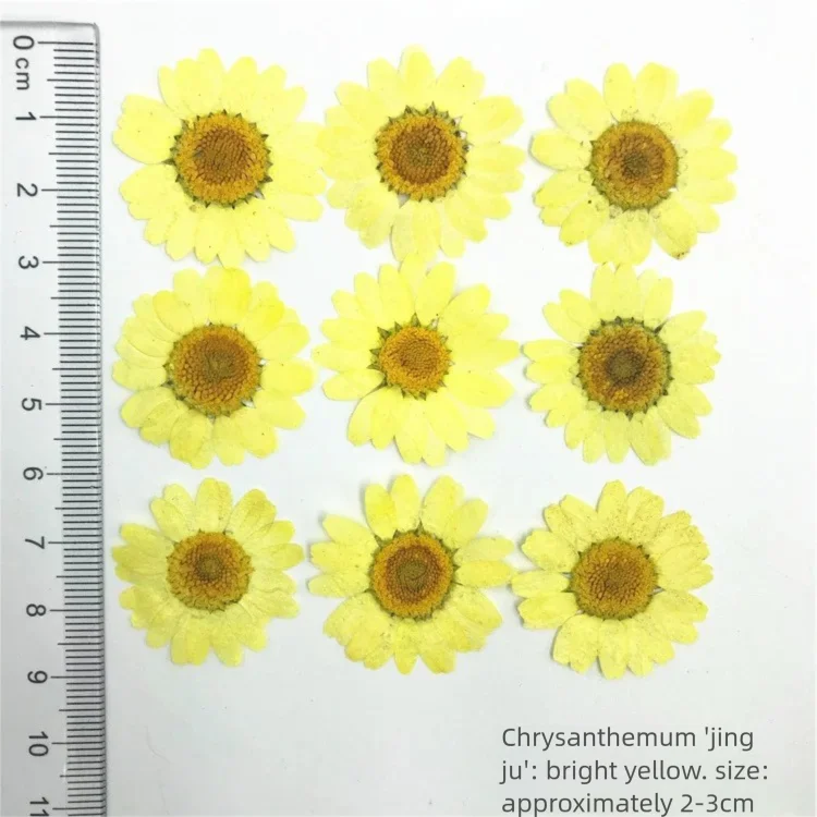 100 Pétales de Chrysanthème Te - Dried Flower Bookmark avis et prix