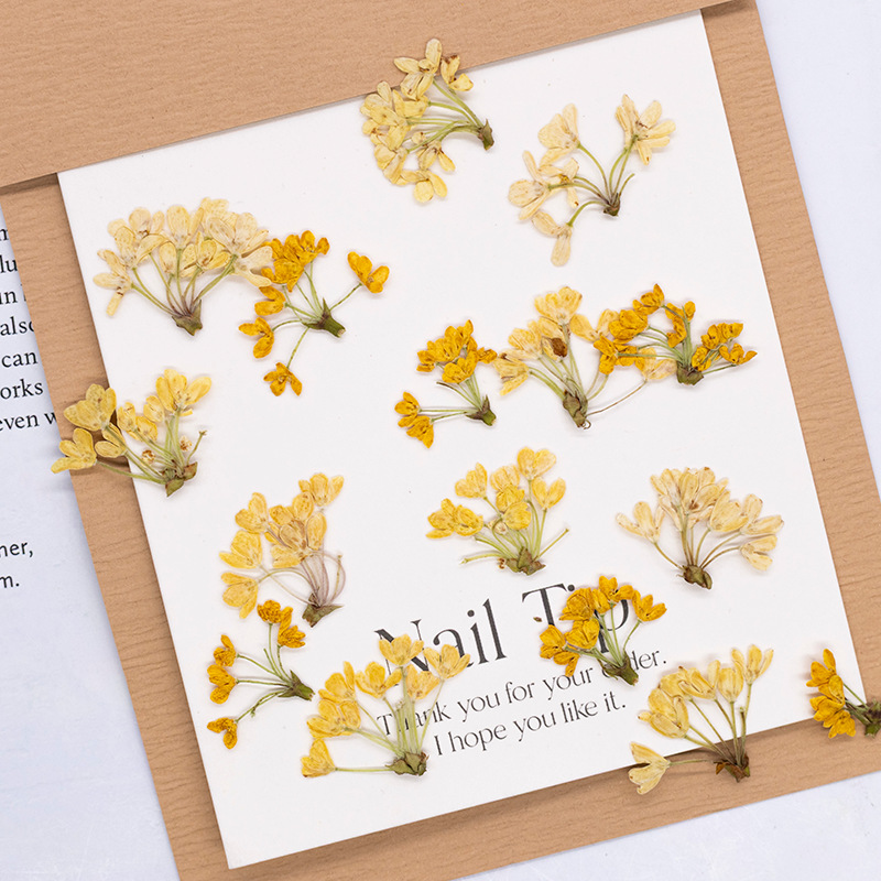 24 pièces, fleurs pressées nat - Dried Flower Bookmark avis et prix