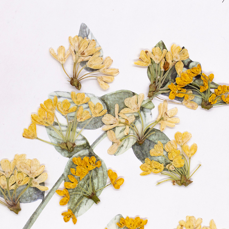 24 pièces, fleurs pressées nat - Dried Flower Bookmark avis et prix