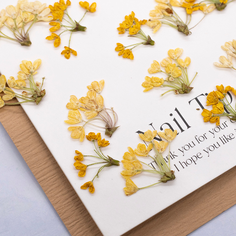 24 pièces, fleurs pressées nat - Dried Flower Bookmark avis et prix