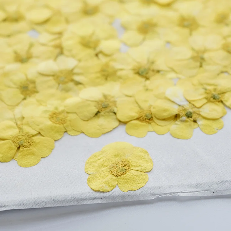 100 pièces de ranuncules séché - Dried Flower Bookmark avis et prix